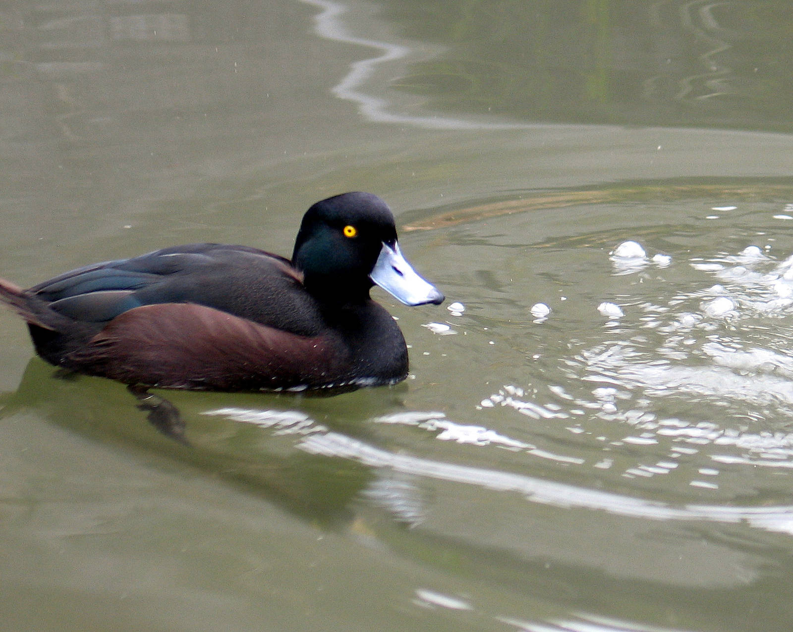 NZ Scaup at Auckland Zoo