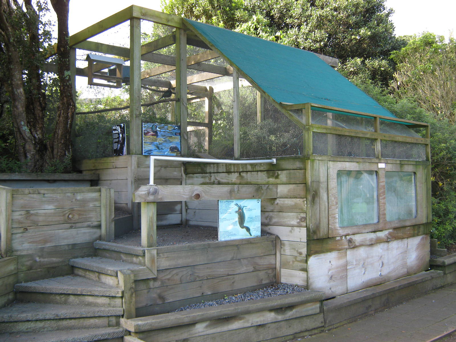 NZ scaup aviary