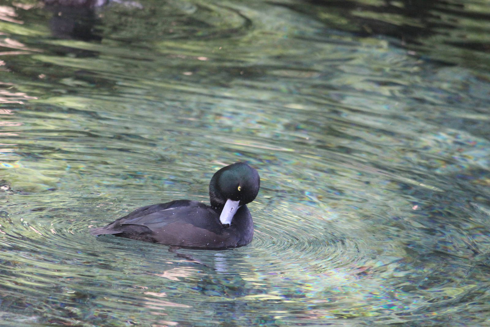 NZ Scaup (male), Rainbow Springs