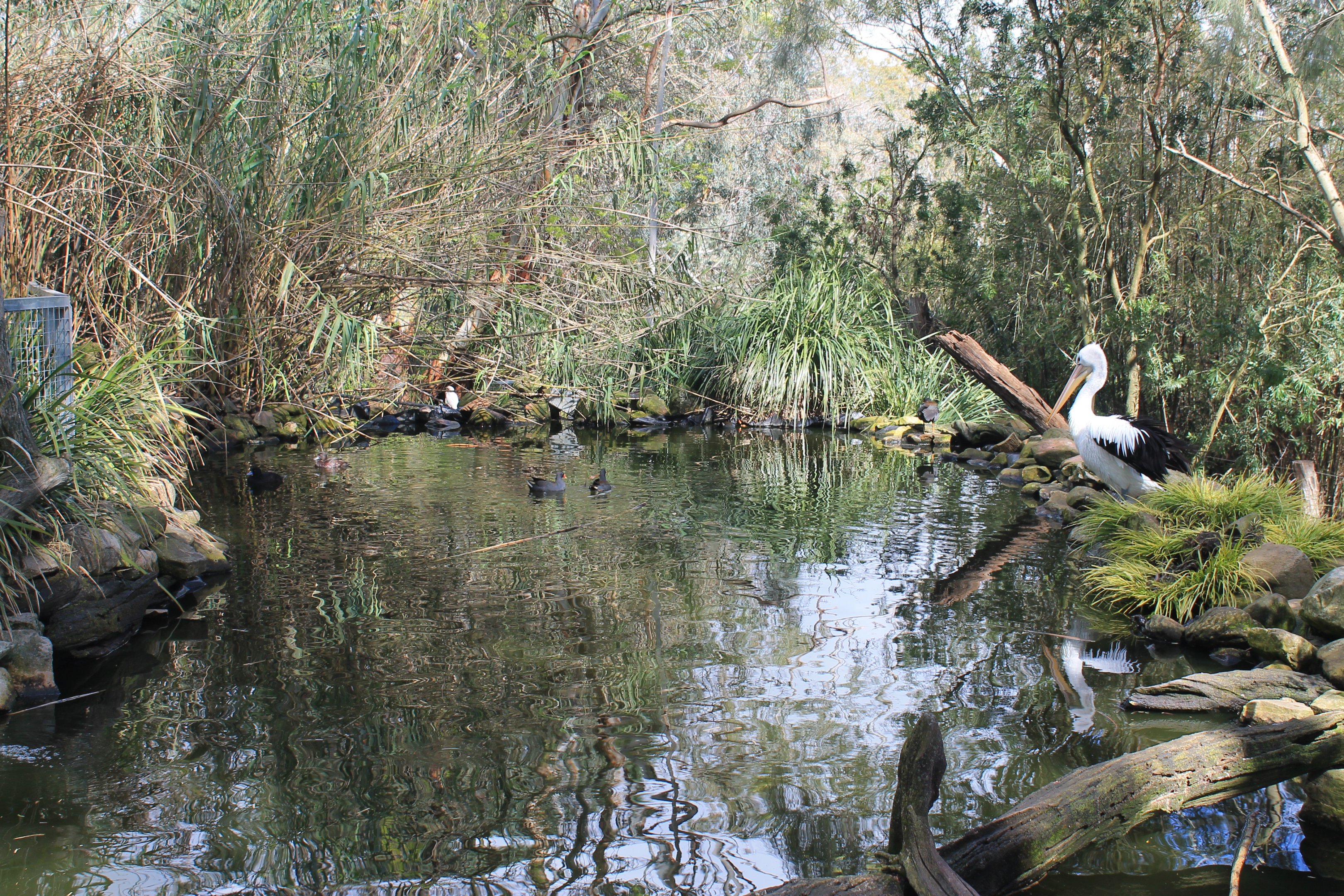 NZ Scaup pair and an Australian Pelican