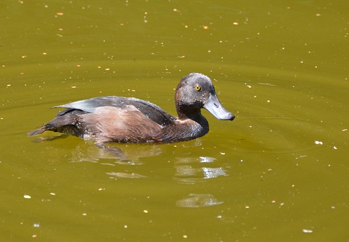 NZ scaup