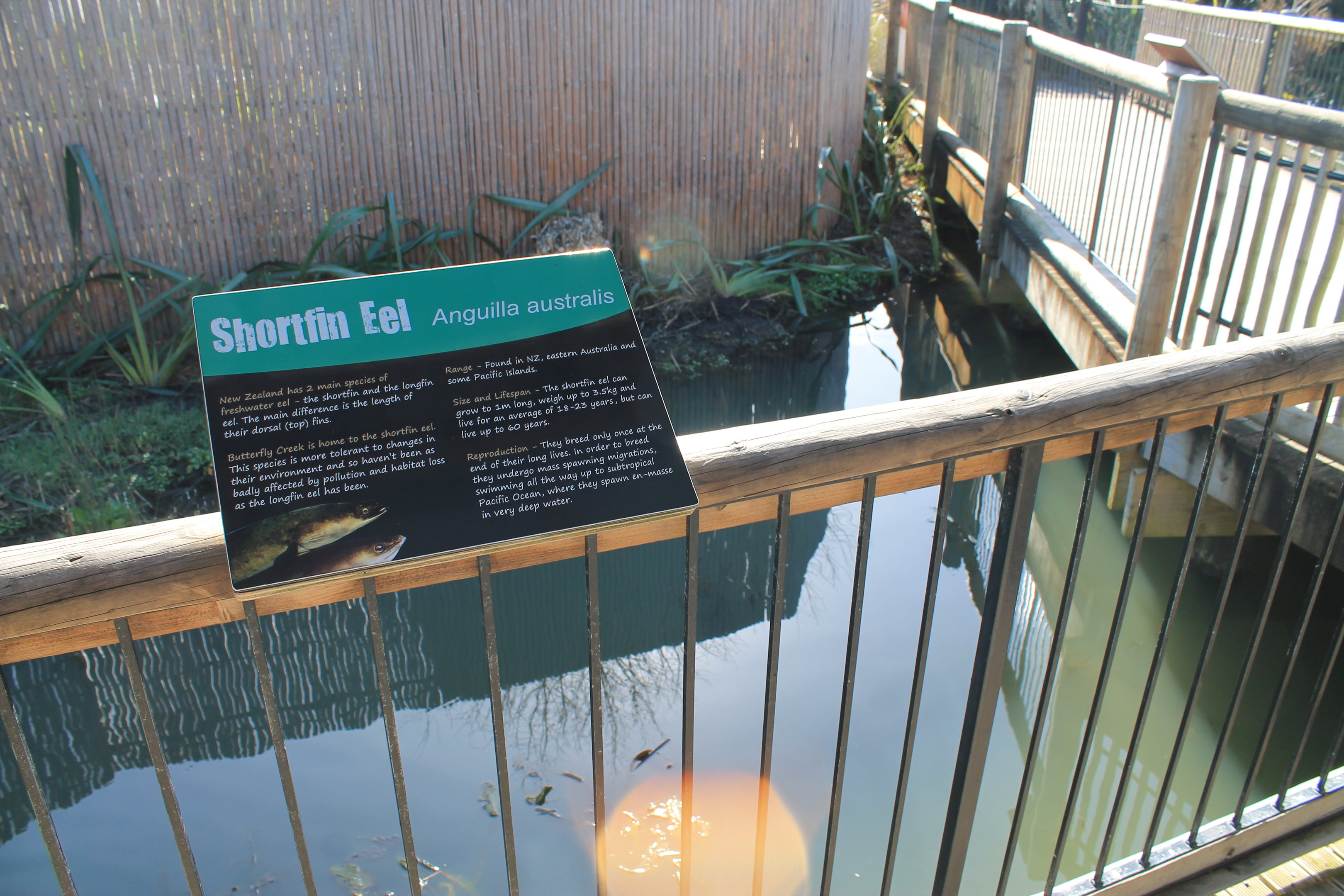 NZ Shortfin Eel pool