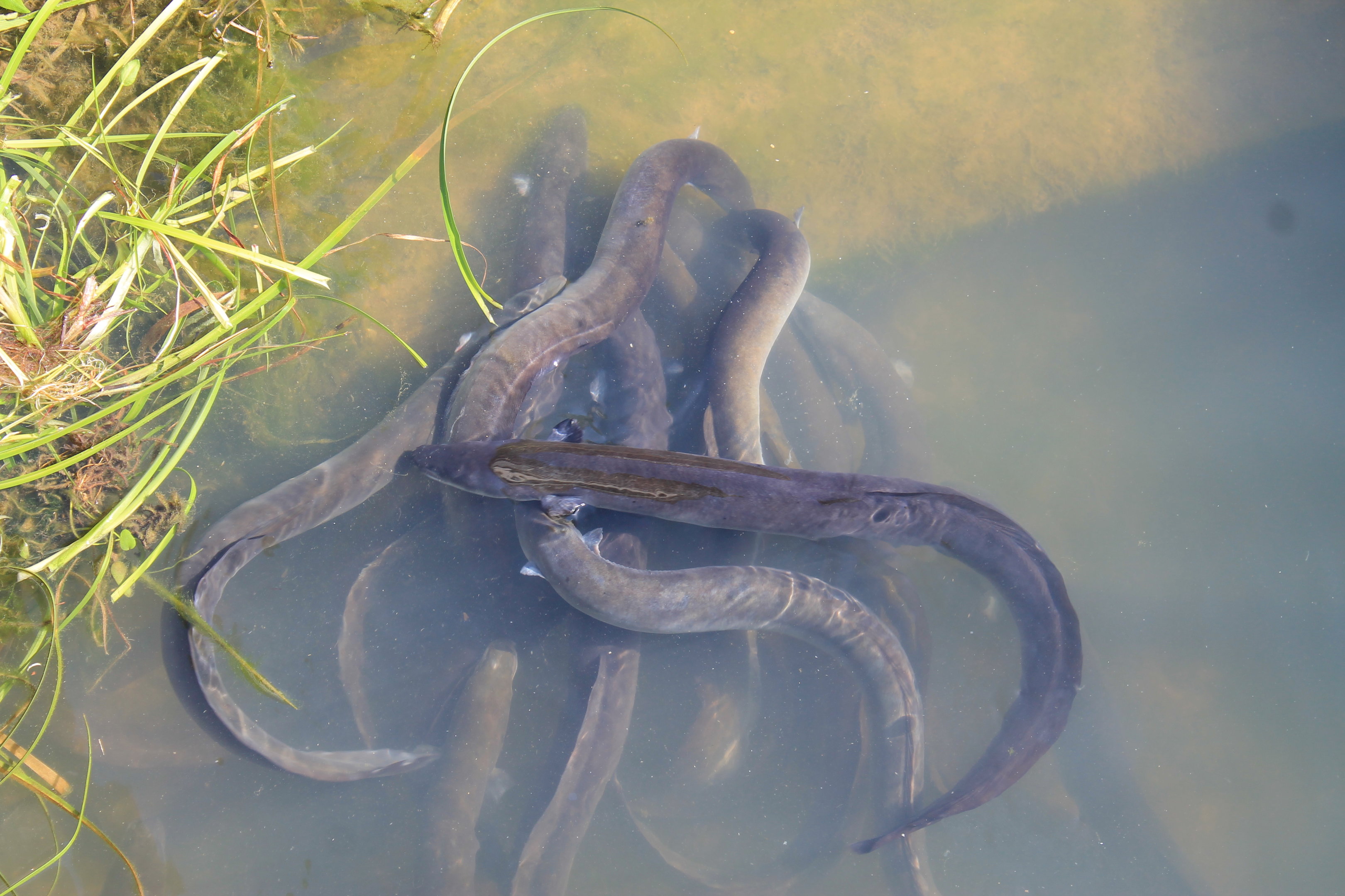 NZ Shortfin Eels