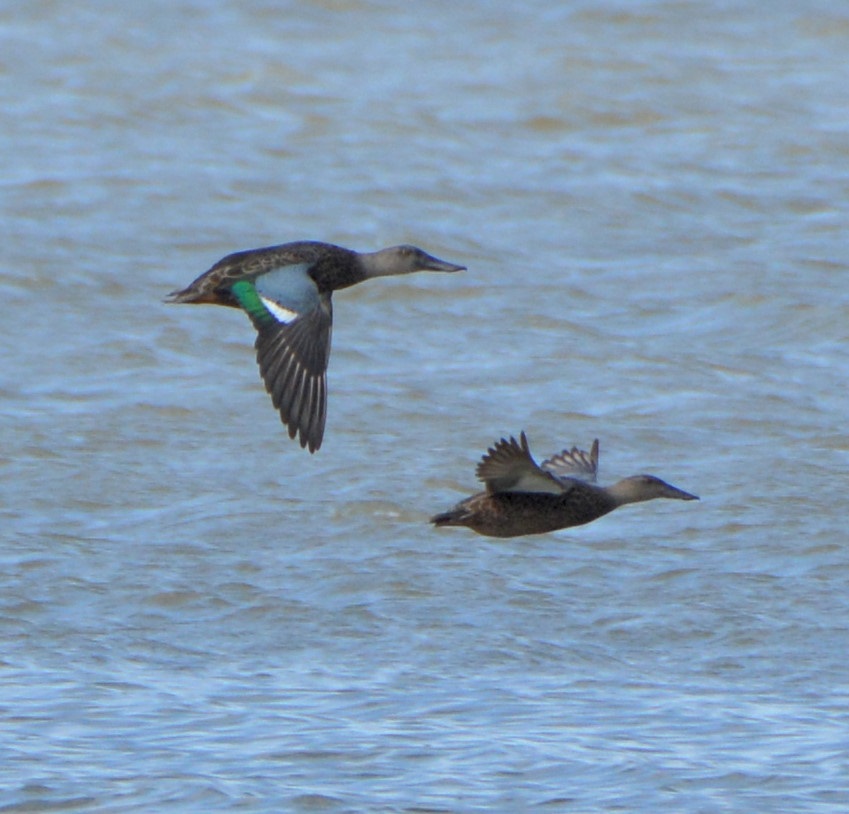 NZ shoveler