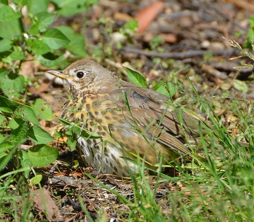 NZ  Song thrush.  (Introduced species)