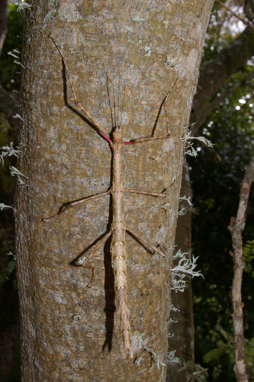 NZ stick insect