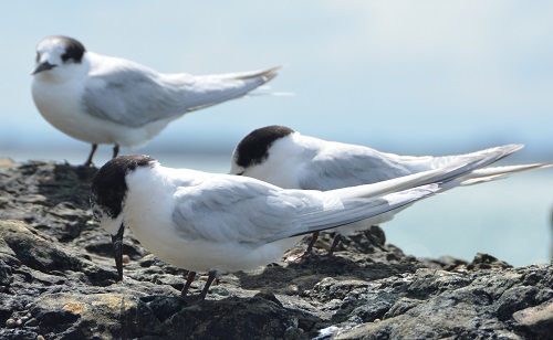 NZ terns.  White-fronted?