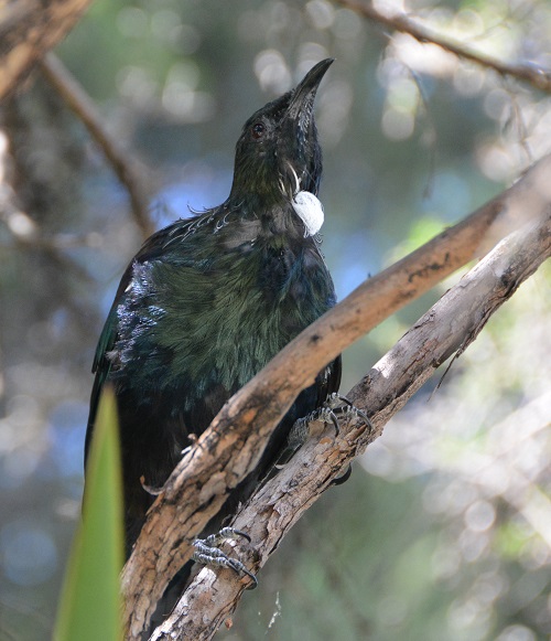 NZ Tui