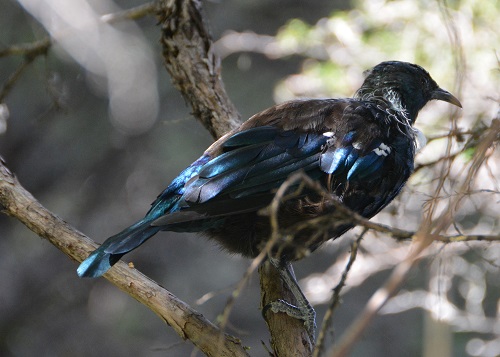 NZ  Tui