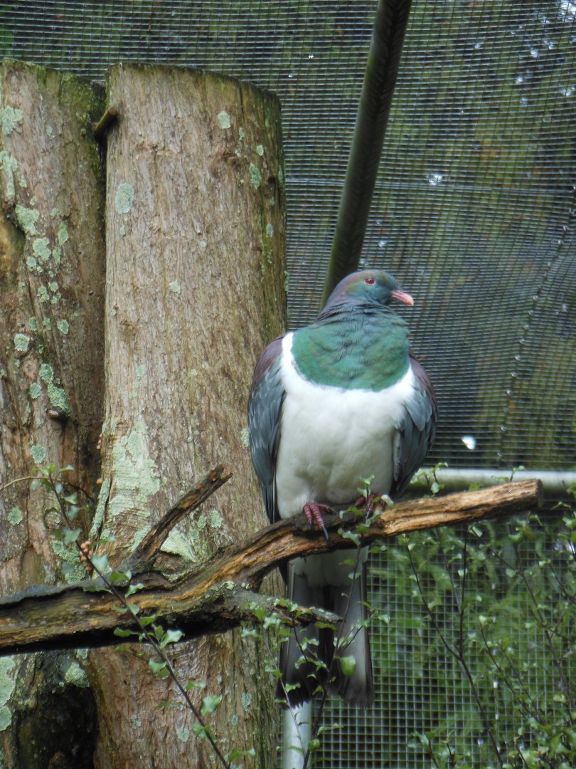 NZ Wood Pigeon (Hemiphaga novaeseelandiae)