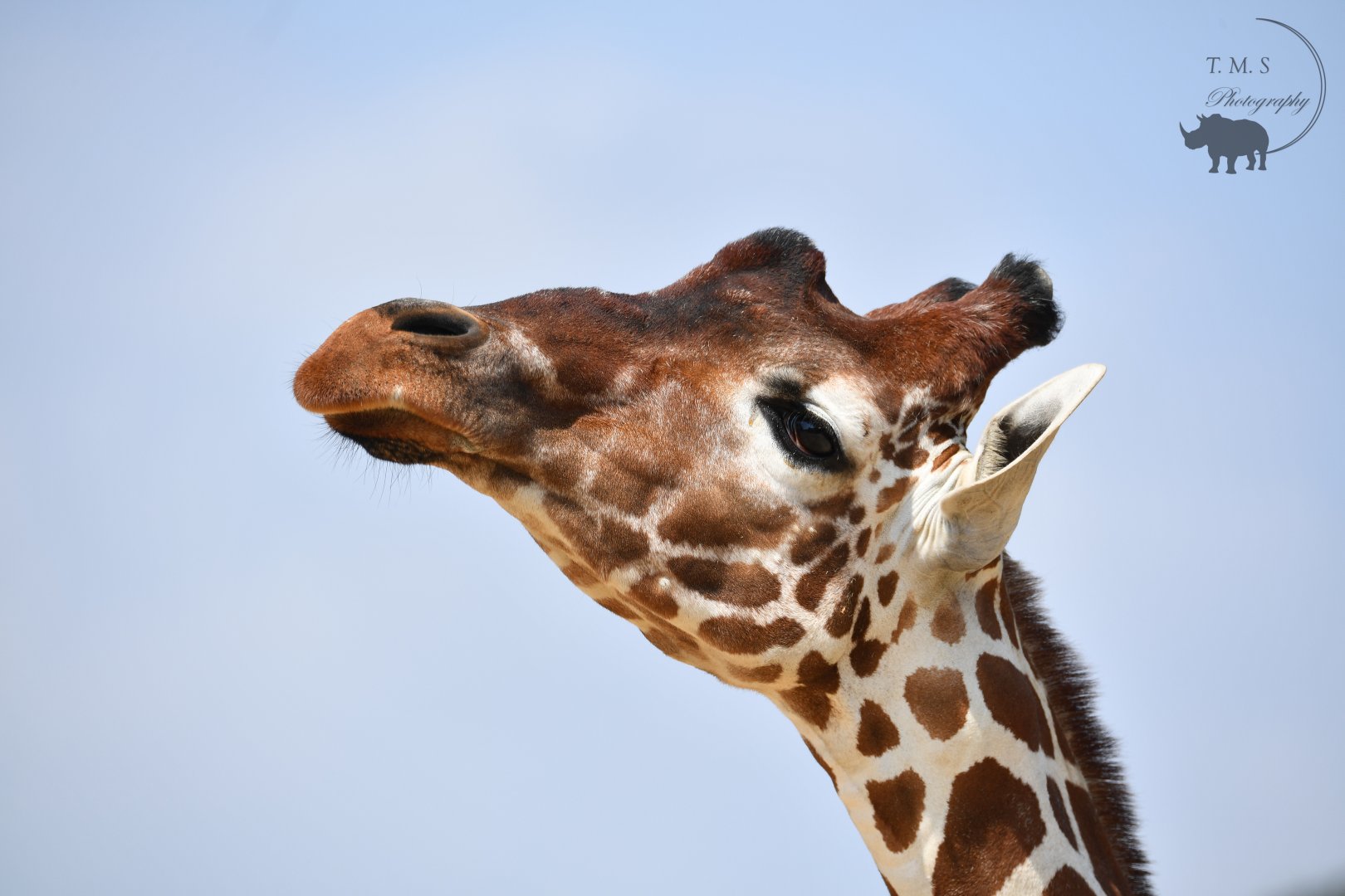 Nzuir  Female Reticulated Giraffe