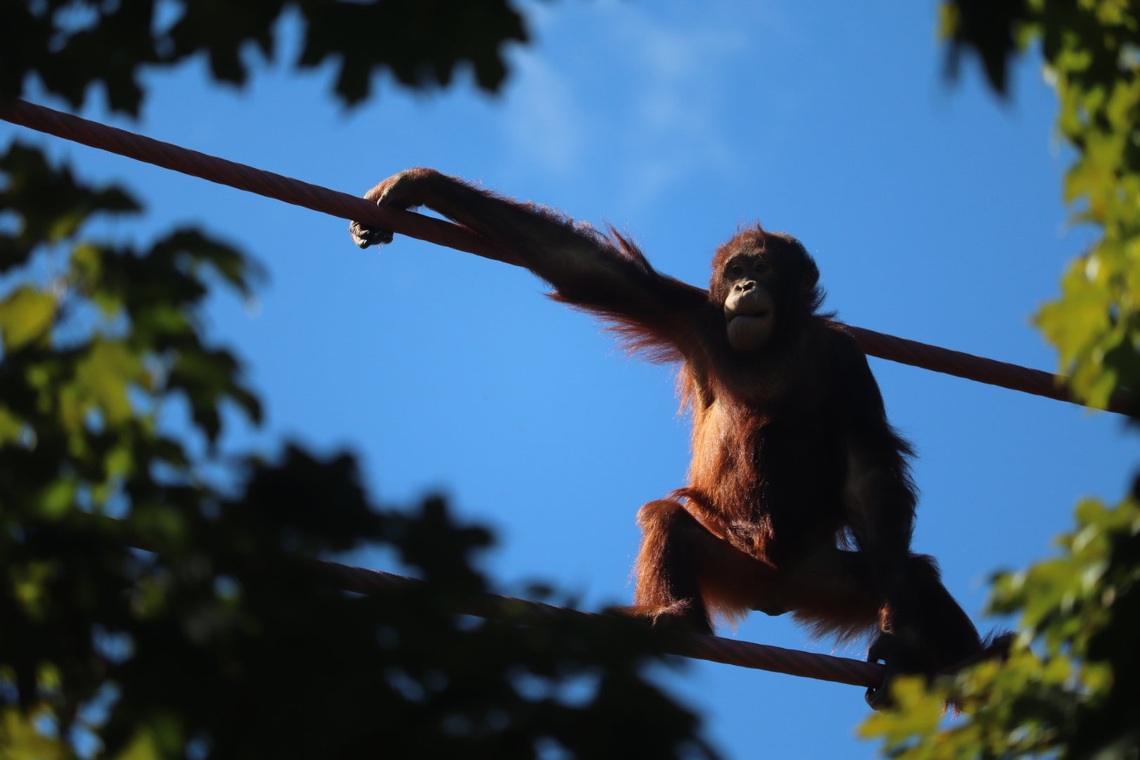 O-Line - Bornean Orangutan - Redd