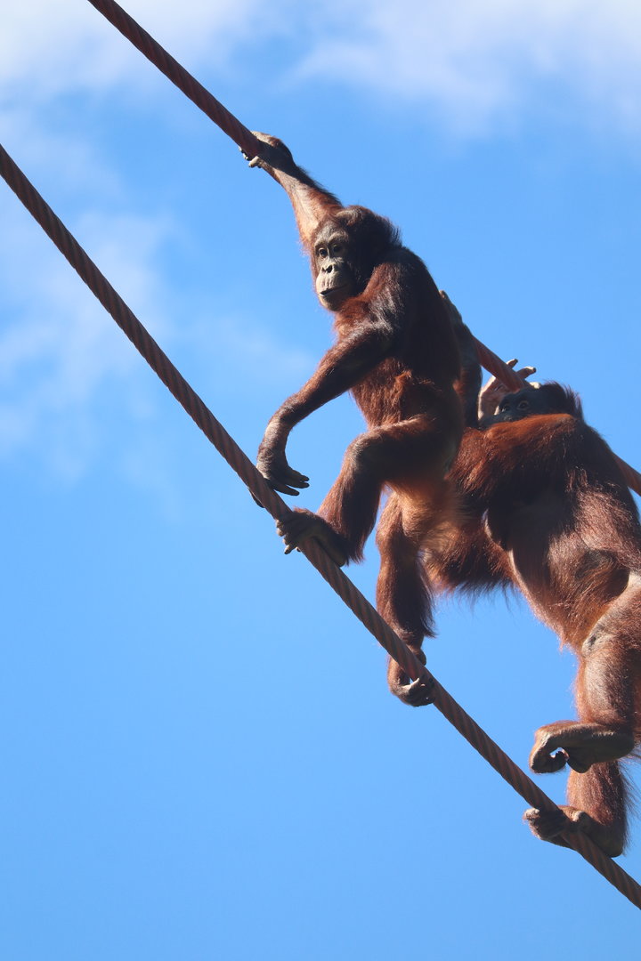 O-Line - Bornean Orangutans - Redd & Batang