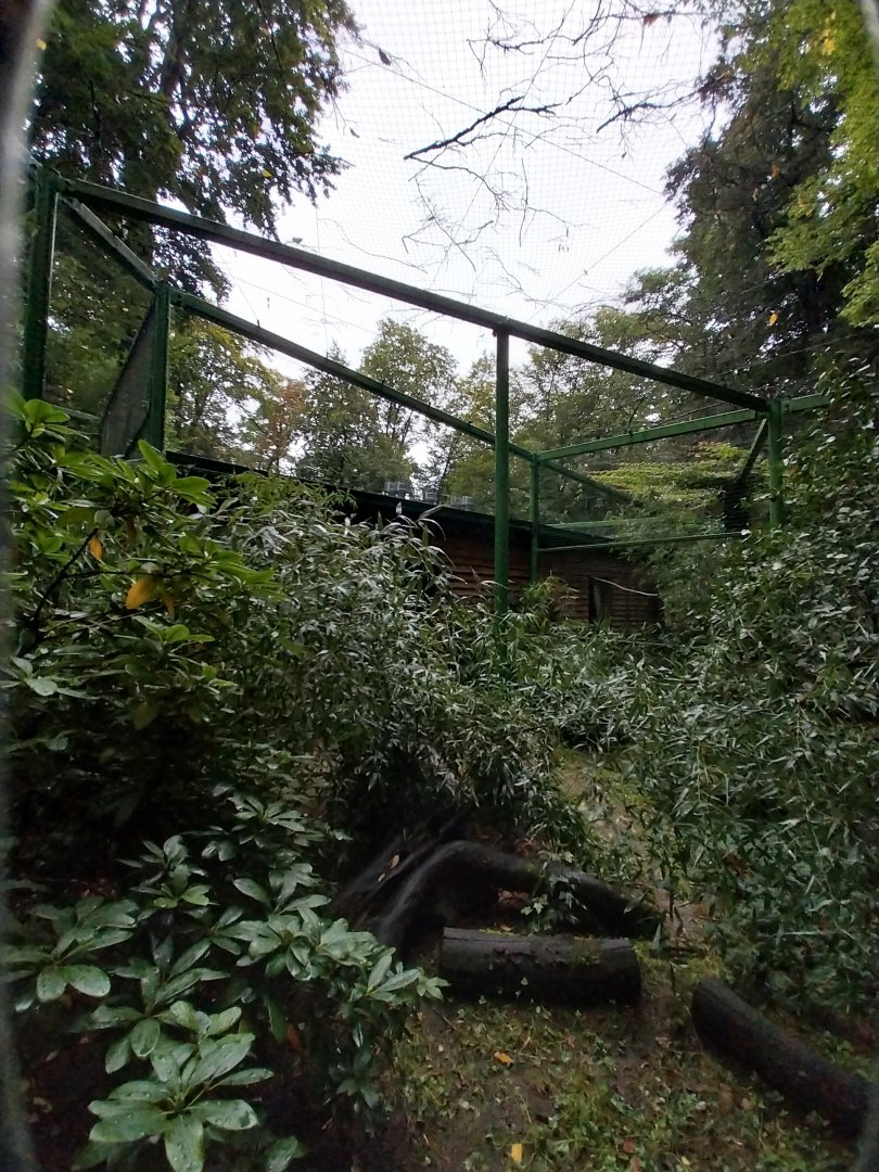 o Lubin - Complex 32 (Lophura and Syrmaticus) - Edwards's pheasant aviary