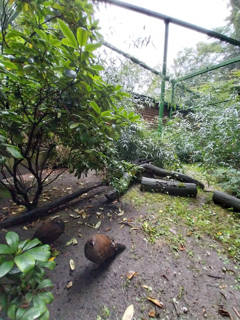 o Lubin - Complex 32 (Lophura and Syrmaticus) - Edwards's pheasant (Lophura edwardsi)