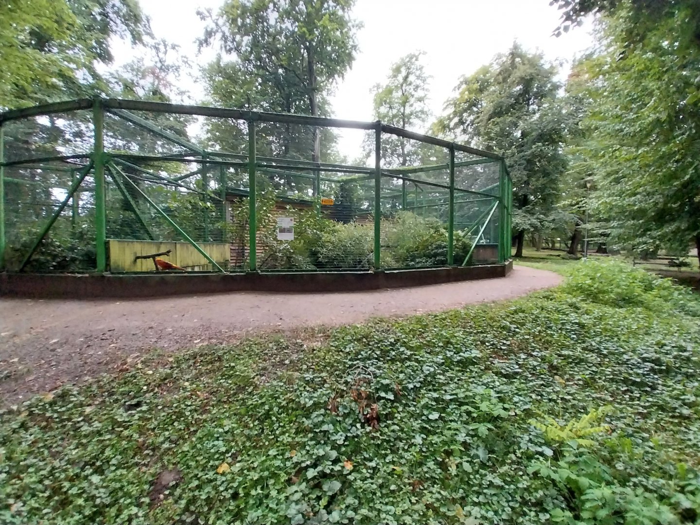 o Lubin - Complex 32 (Lophura and Syrmaticus) - Golden pheasant aviary
