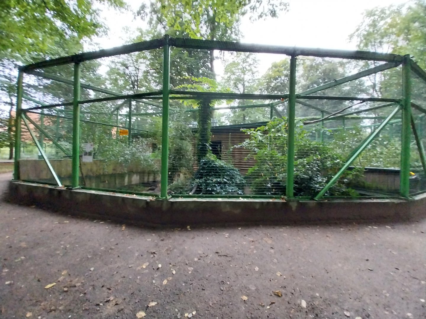 o Lubin - Complex 32 (Lophura and Syrmaticus) - Grey Peacock-pheasant aviary