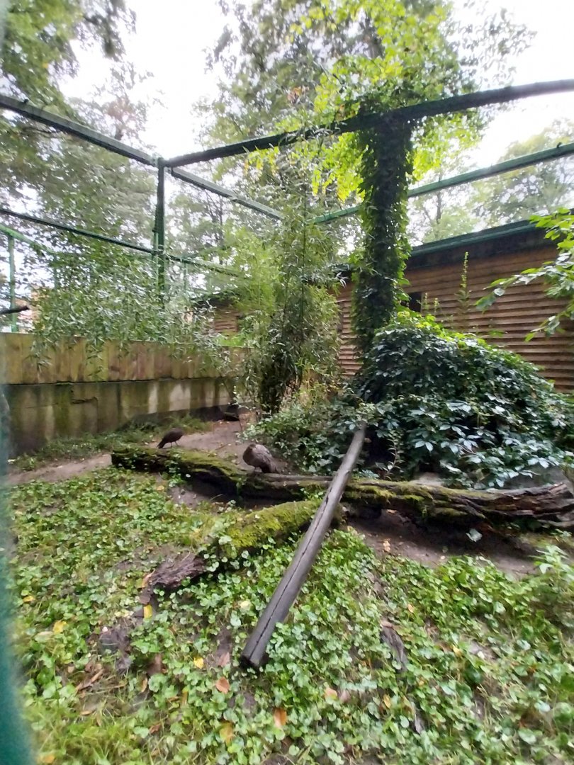 o Lubin - Complex 32 (Lophura and Syrmaticus) - Grey Peacock-pheasant (Polyplectron bicalcaratum)