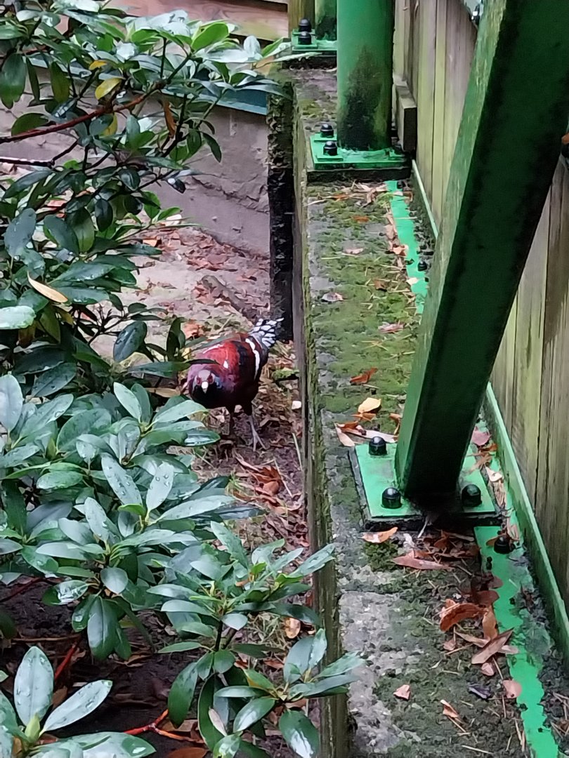 o Lubin - Complex 32 (Lophura and Syrmaticus) - Mrs. Hume's pheasant (Syrmaticus humiae)