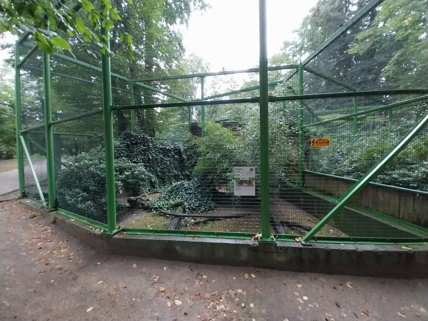 o Lubin - Complex 32 (Lophura and Syrmaticus) - Soemmerings Copper pheasant aviary