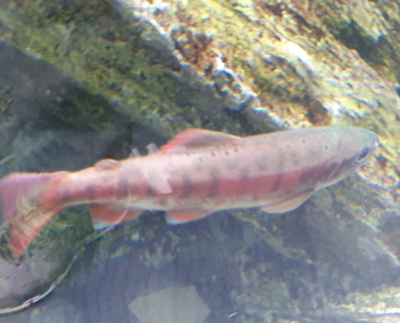 O. masou subspecies ID?