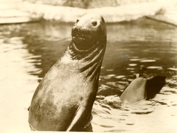 O.P.S the Sealion