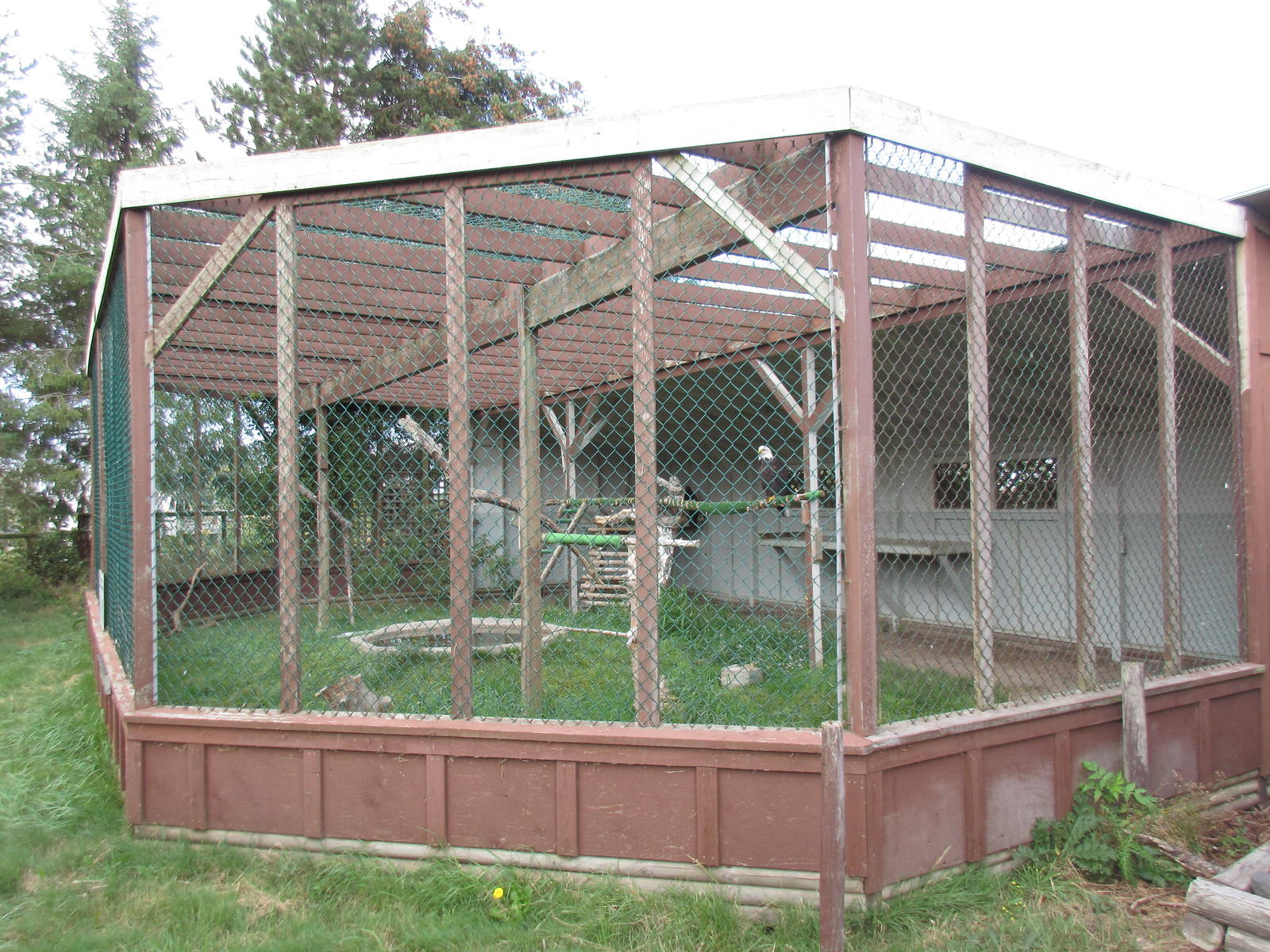 O.W.L. - Orphaned Wildlife Rehabilitation Society - Bald Eagle/Golden Eagle