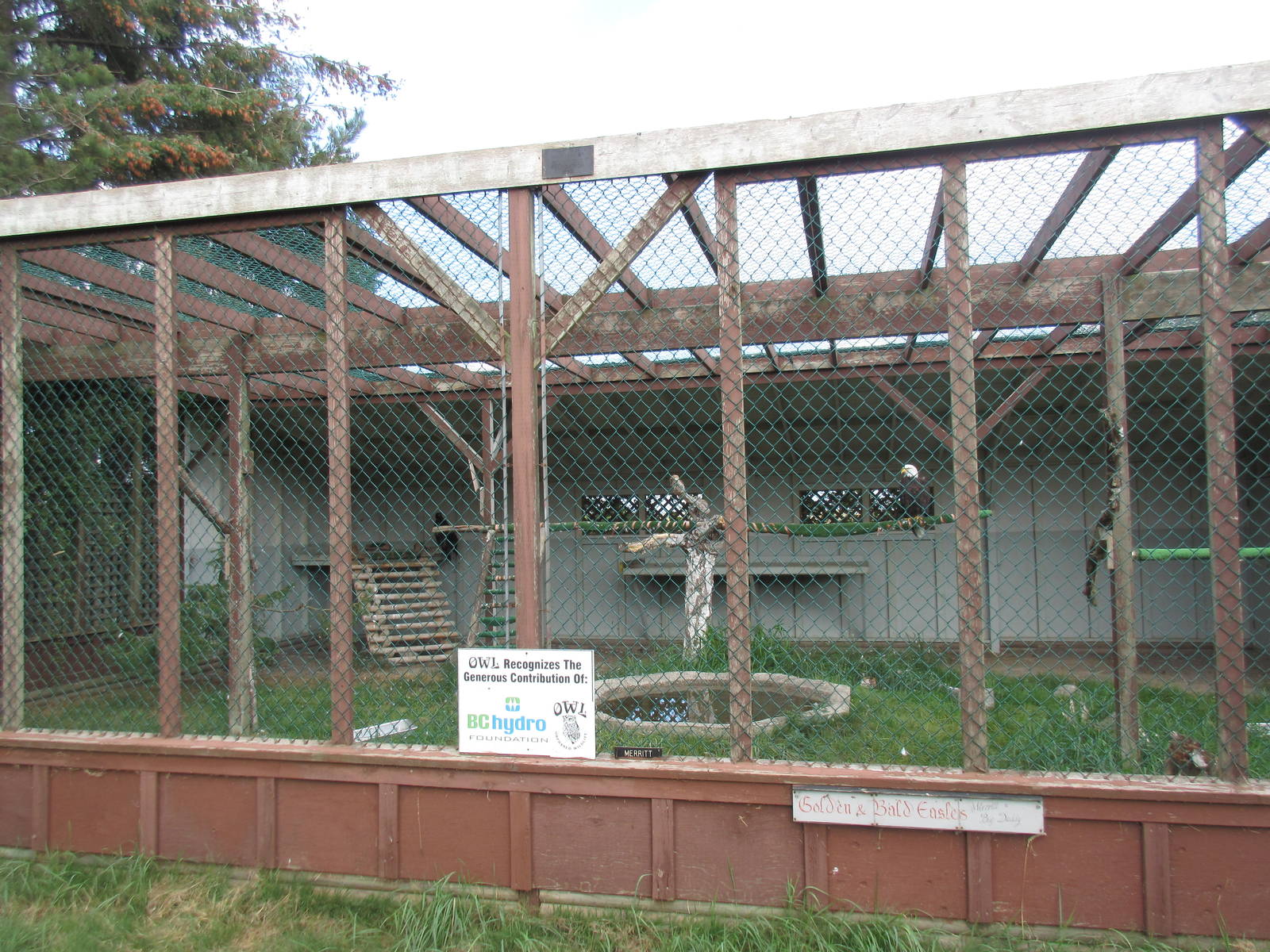 O.W.L. - Orphaned Wildlife Rehabilitation Society - Bald Eagle/Golden Eagle