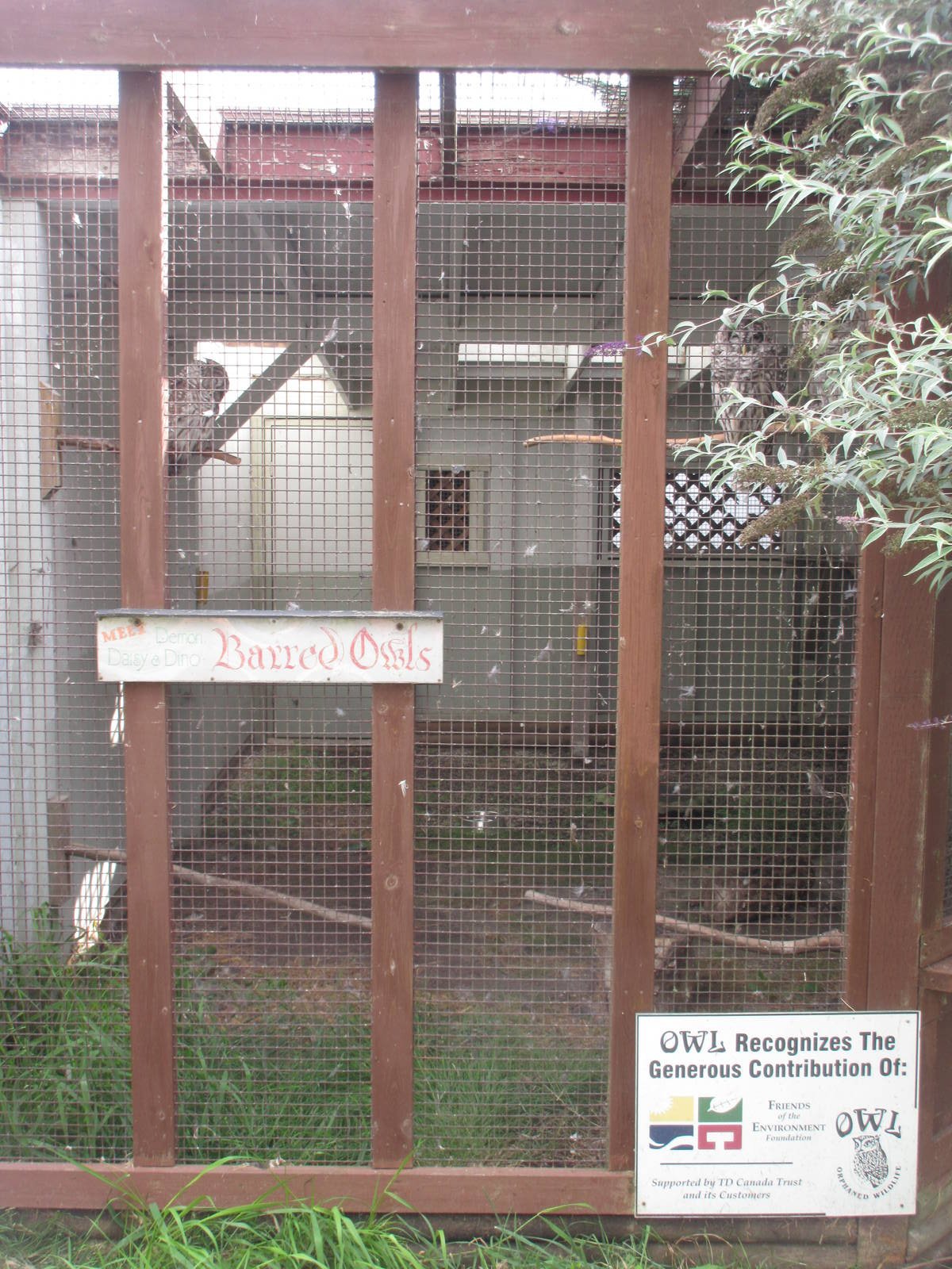 O.W.L. - Orphaned Wildlife Rehabilitation Society - Barred Owl Exhibit