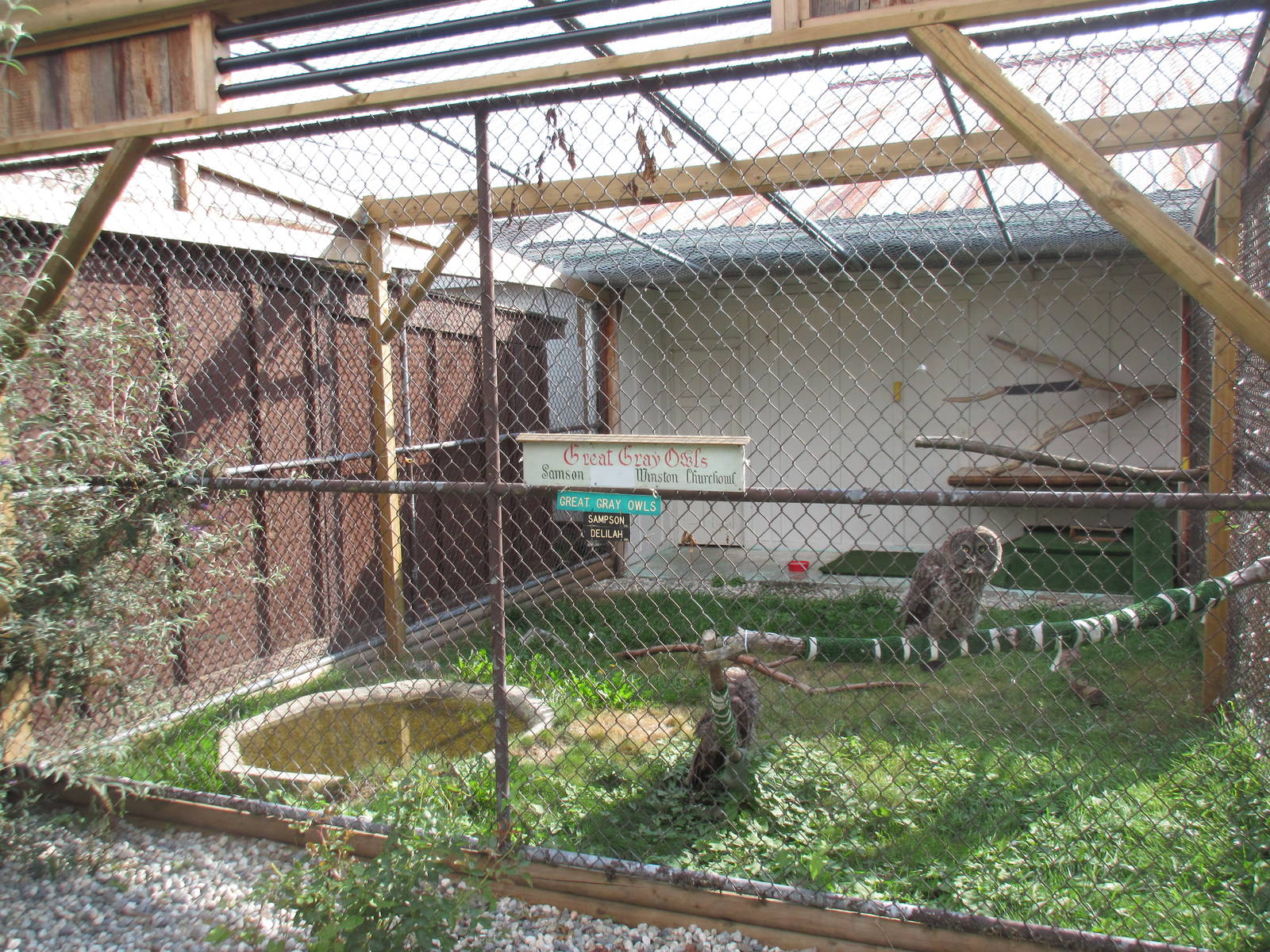 O.W.L. - Orphaned Wildlife Rehabilitation Society - Great Gray Owl Exhibit