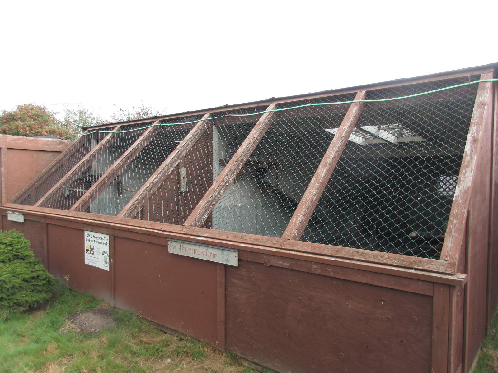 O.W.L. - Orphaned Wildlife Rehabilitation Society - Gry-Peregrine Falcon/Pe