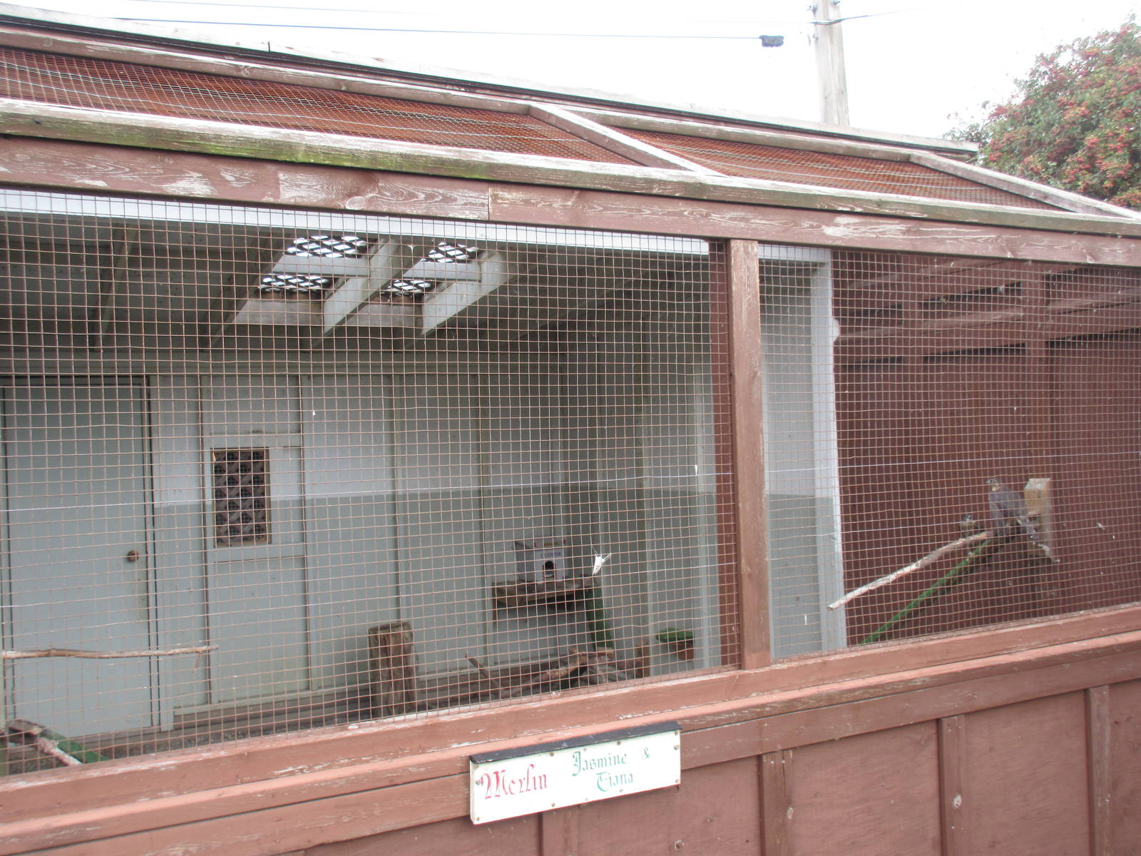 O.W.L. - Orphaned Wildlife Rehabilitation Society - Merlin Exhibit