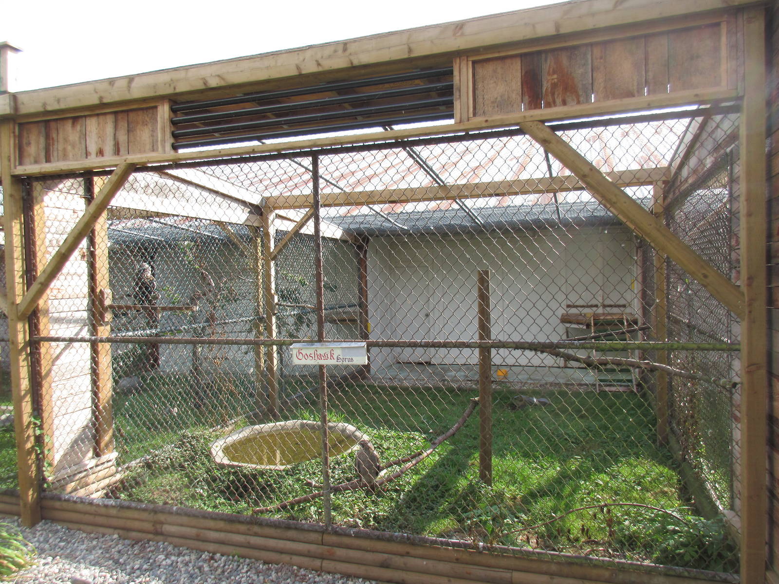 O.W.L. - Orphaned Wildlife Rehabilitation Society - Northern Goshawk Exhibi