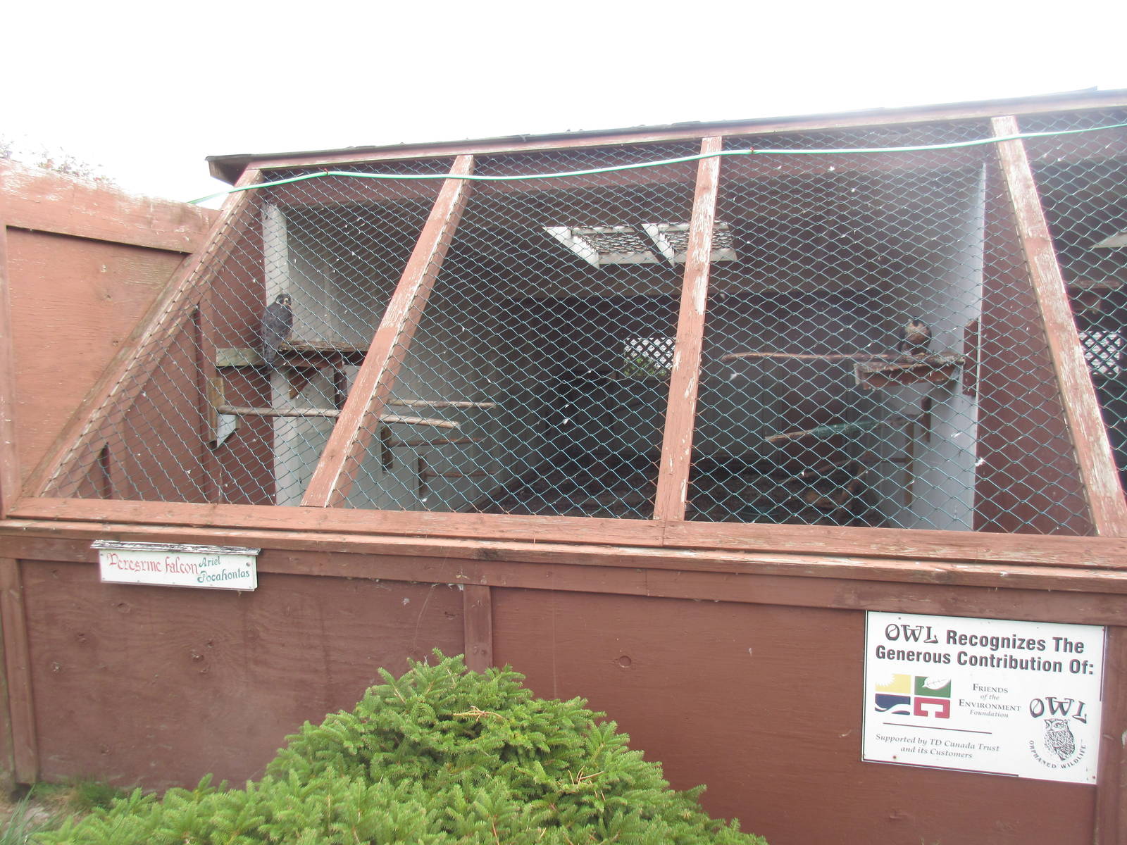 O.W.L. - Orphaned Wildlife Rehabilitation Society - Peregrine Falcon Exhibi