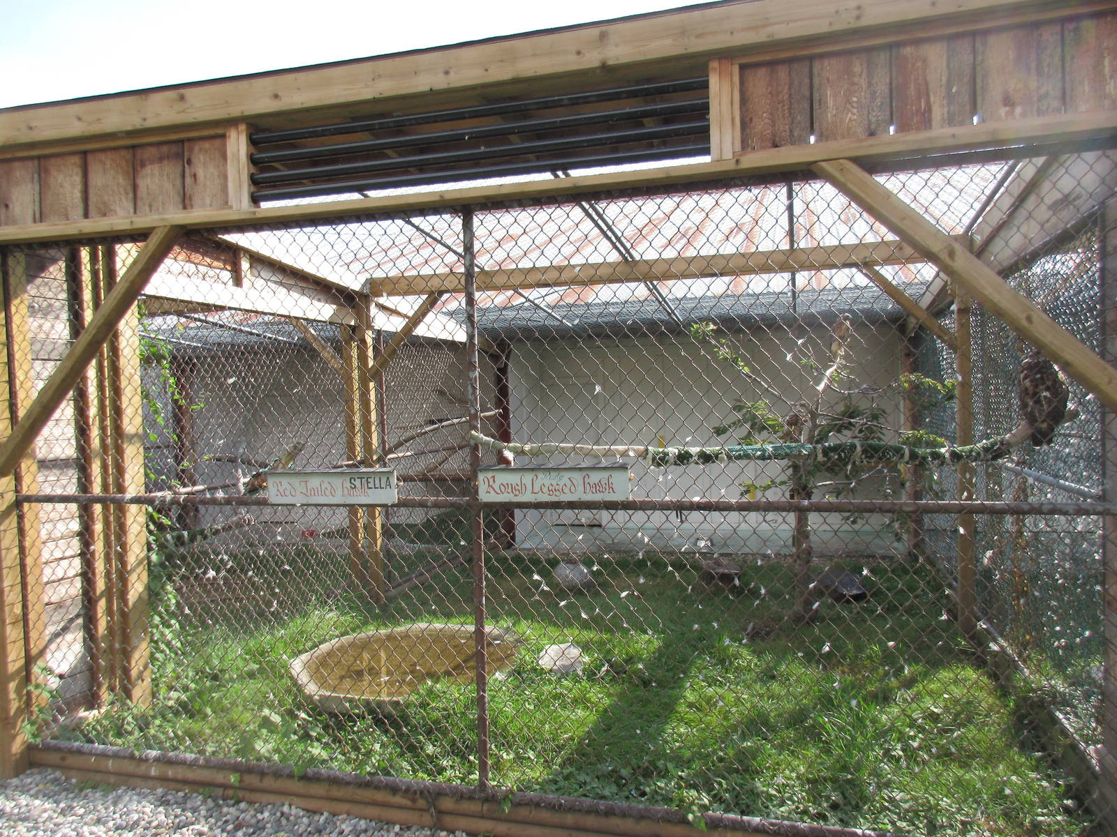 O.W.L. - Orphaned Wildlife Rehabilitation Society - Rough-Legged Hawk/Red-T