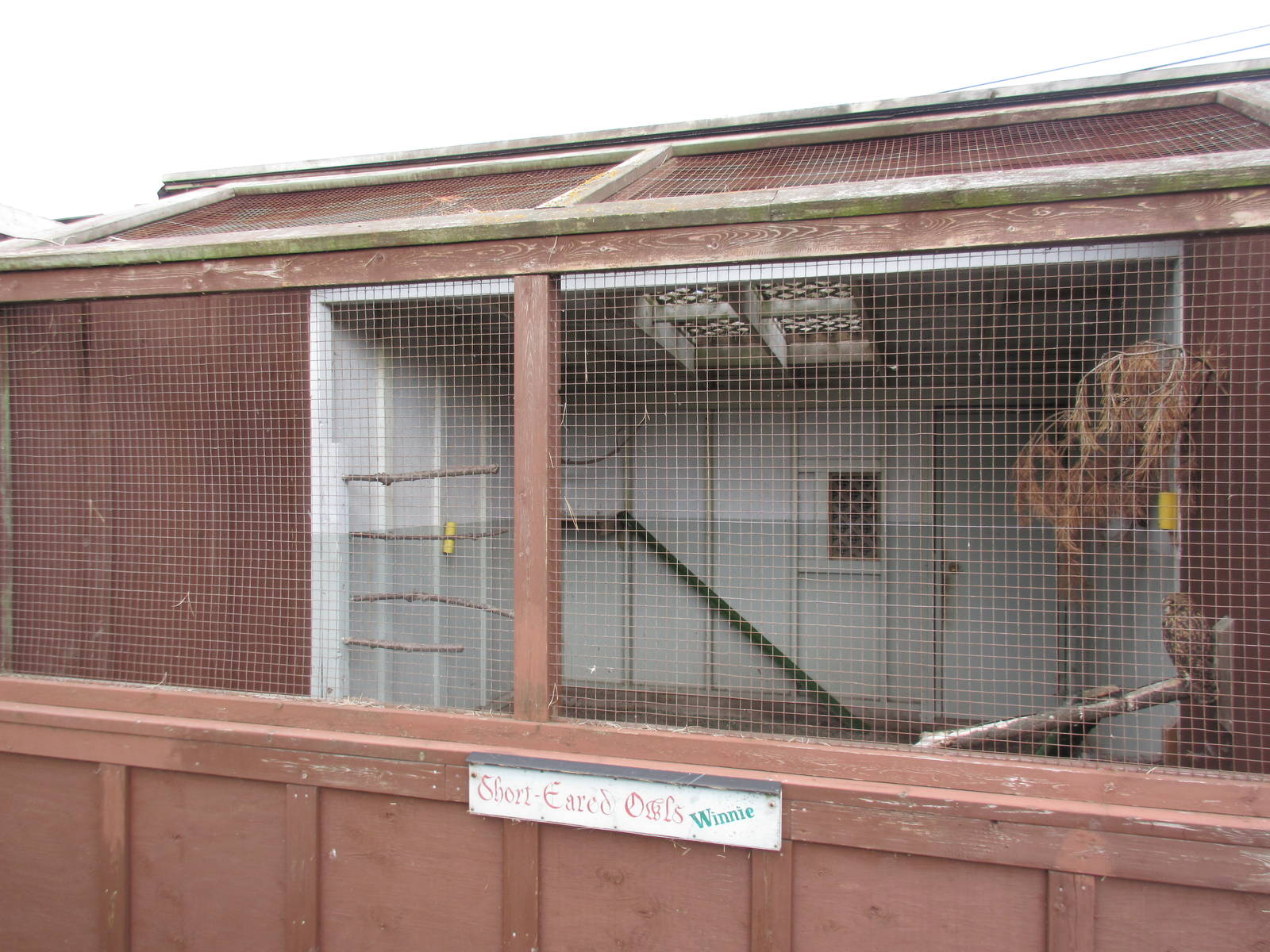 O.W.L. - Orphaned Wildlife Rehabilitation Society - Short-Eared Owl Exhibit