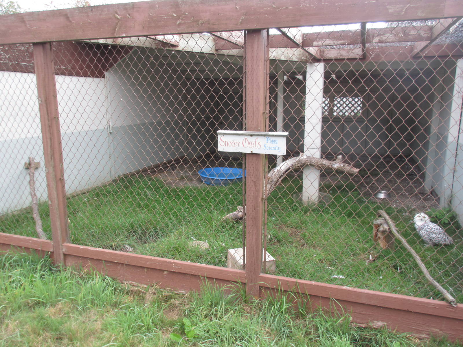 O.W.L. - Orphaned Wildlife Rehabilitation Society - Snowy Owl Exhibit