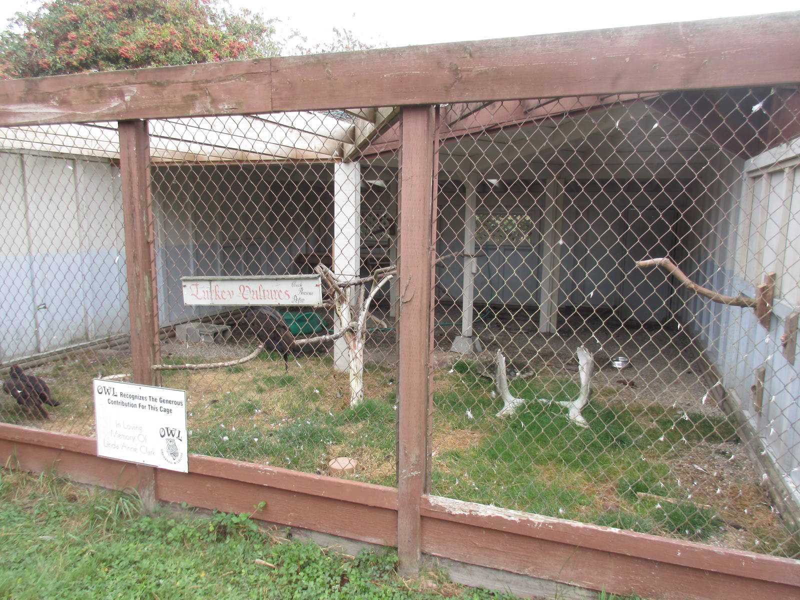O.W.L. - Orphaned Wildlife Rehabilitation Society - Turkey Vulture Exhibit