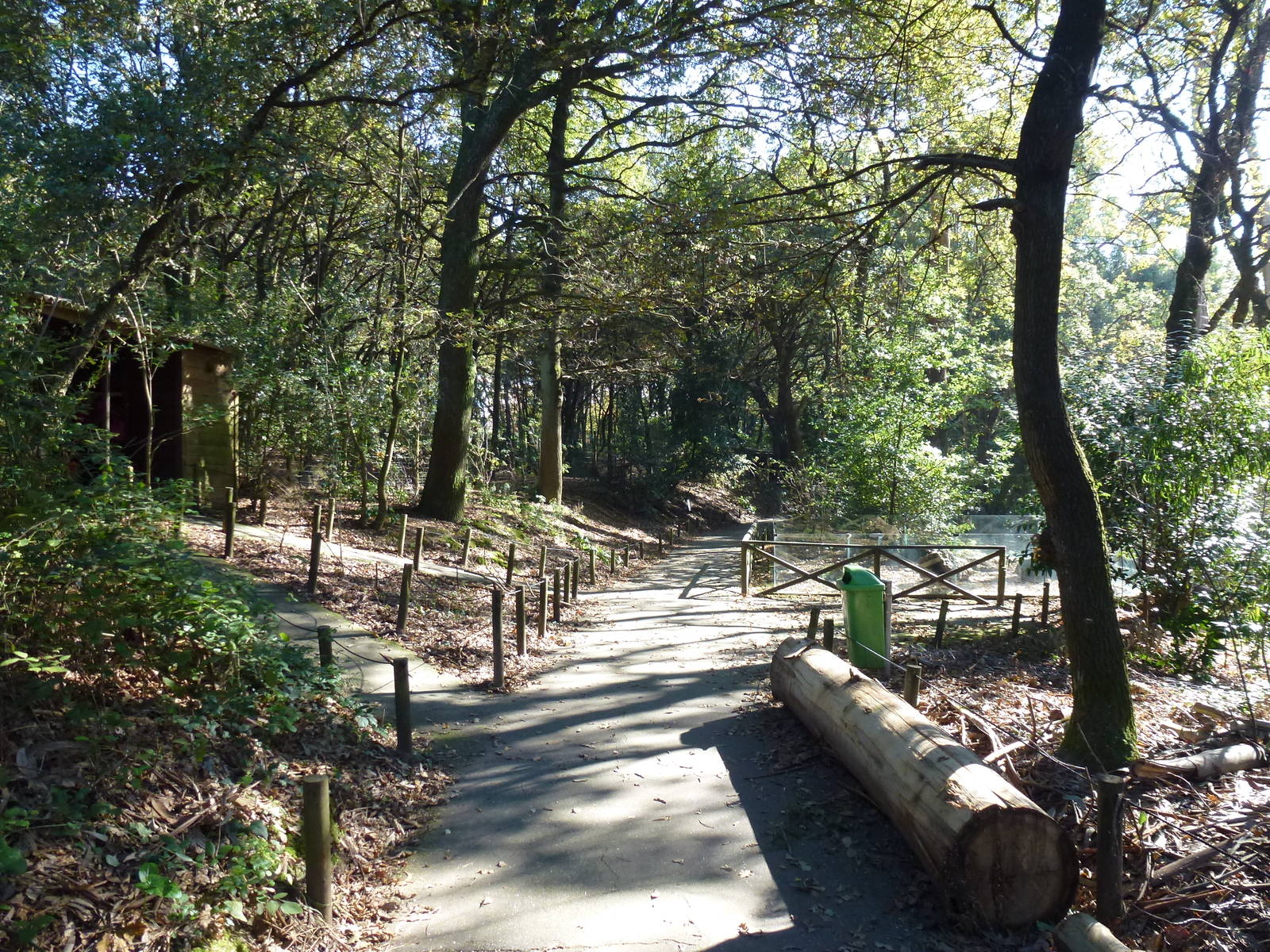 Oak forest, November 2013.