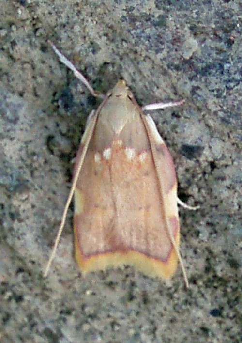 Oak Long-horned Flat-body (Carcina quercana)