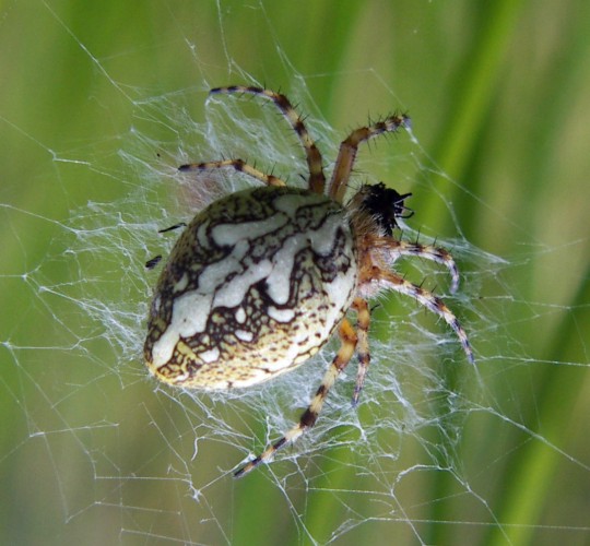 Oak Spider (Aculepeira ceropegia)