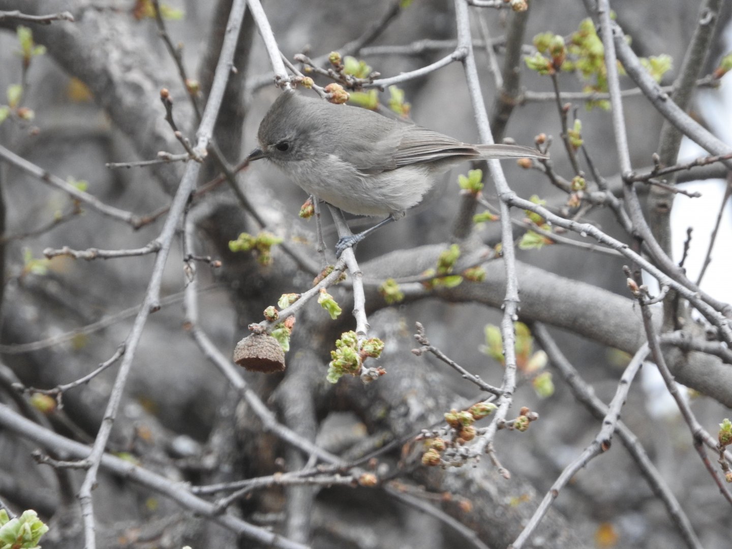 Oak Titmouse