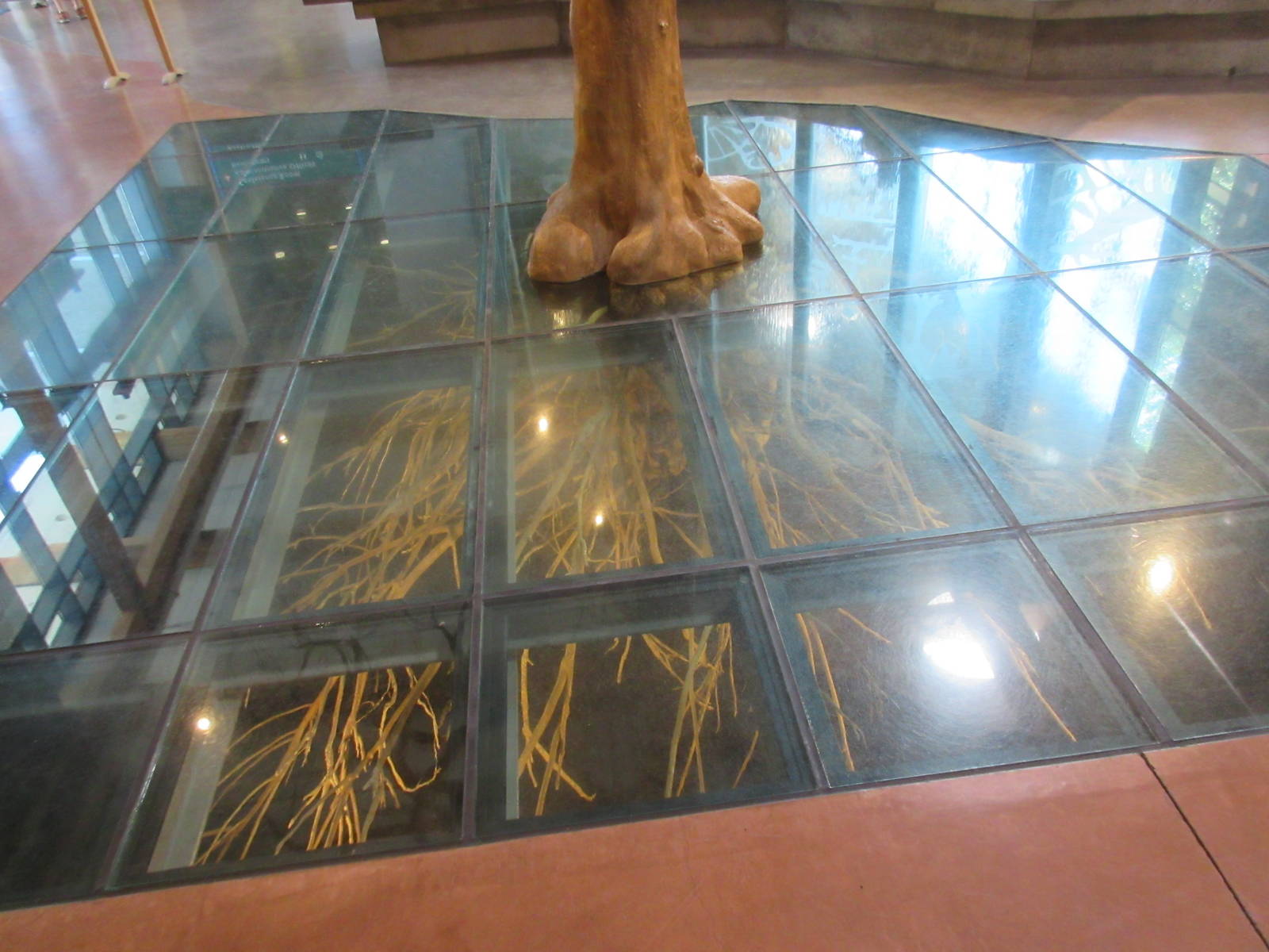 Oak Tree (fake above and real roots beneath the glass)