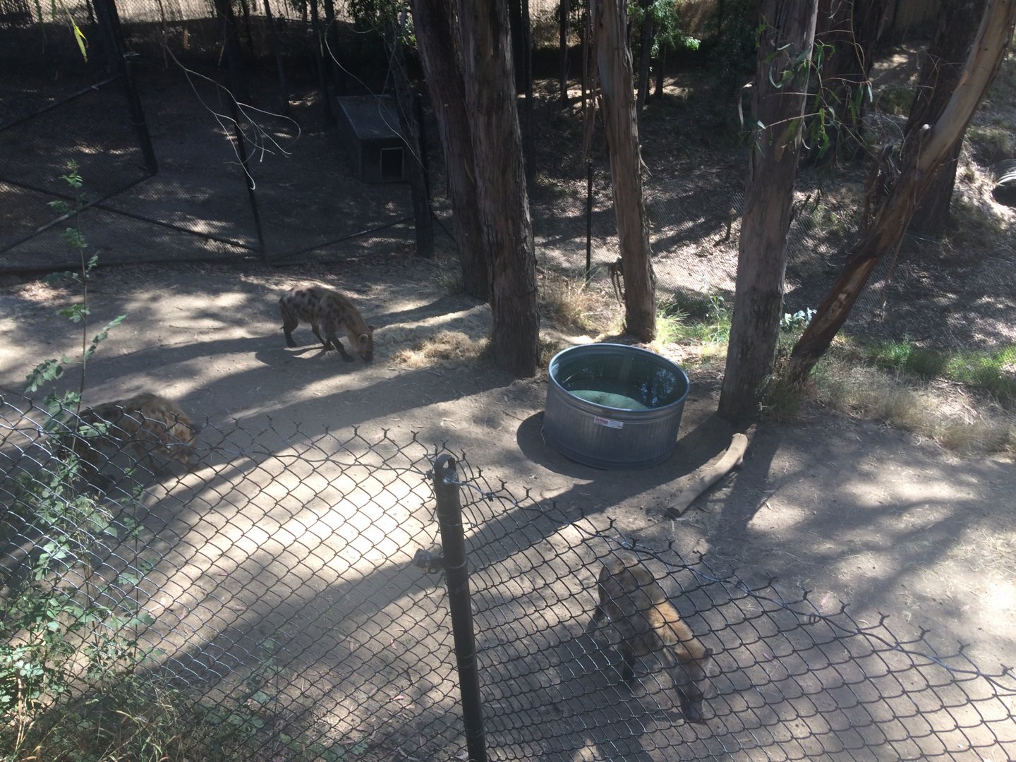 Oakland Zoo Spotted Hyenas
