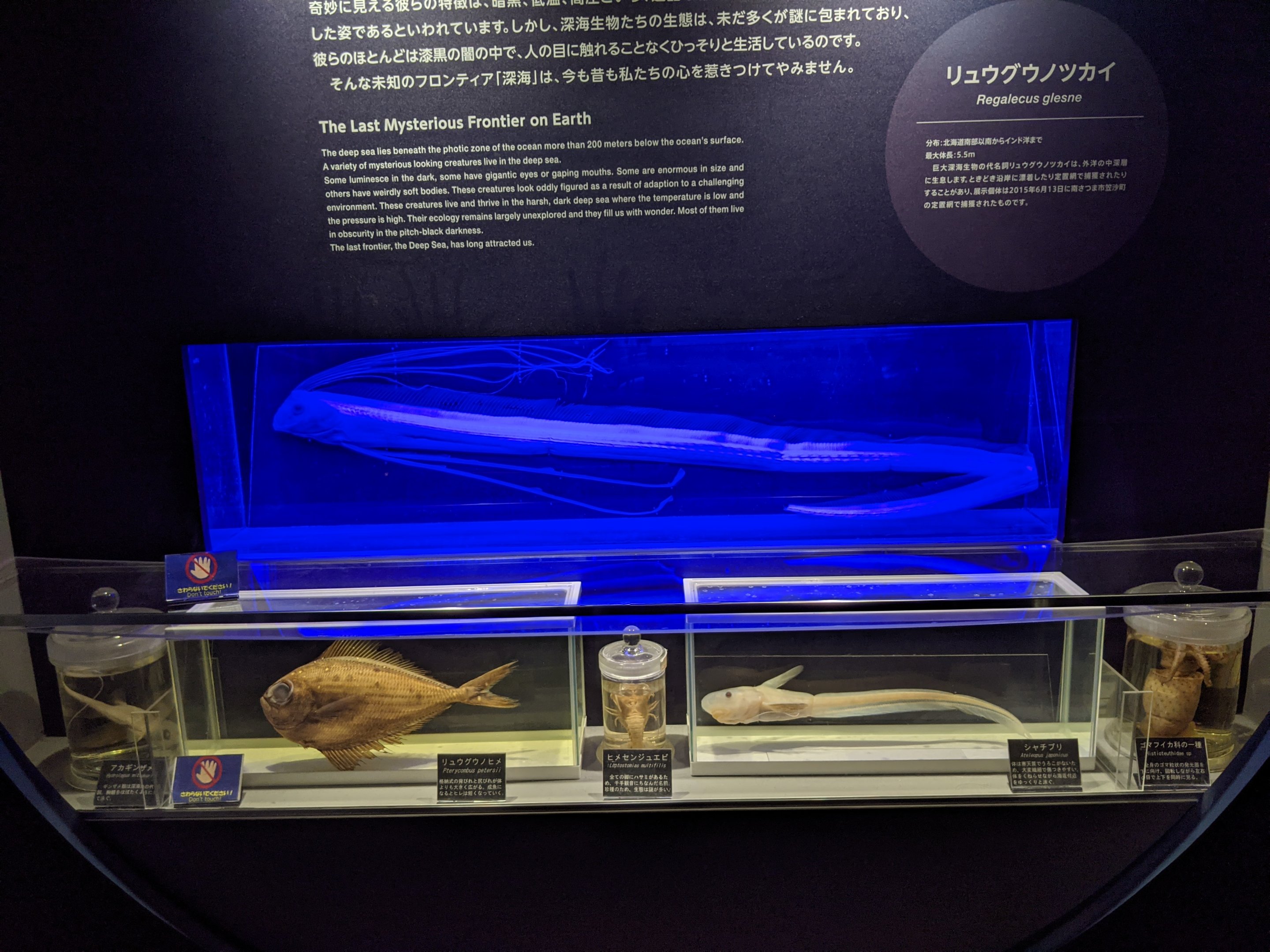 Oarfish (Regalecus glesne) specimen