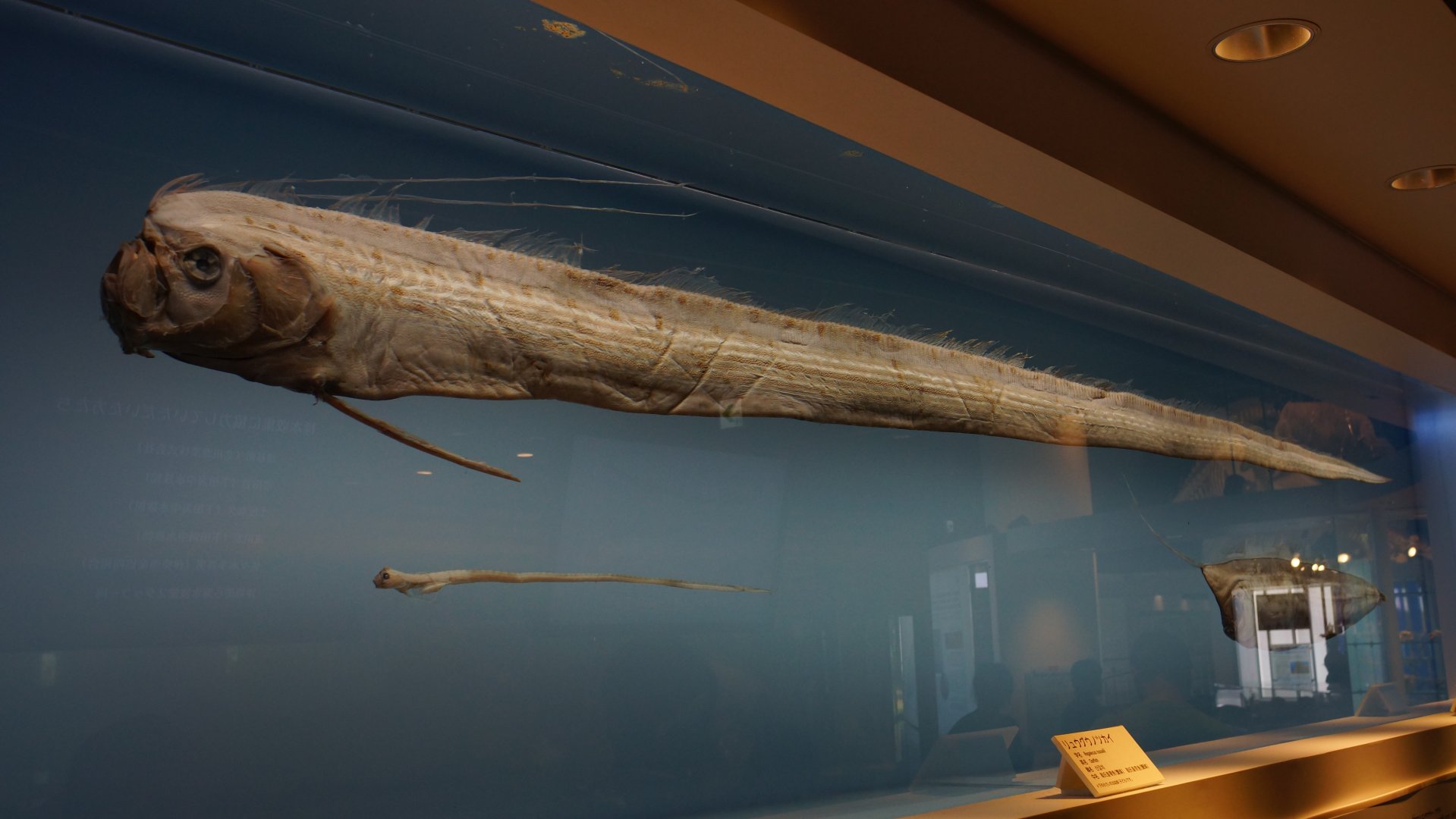 Oarfish