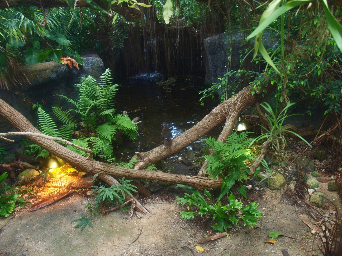 Oasia greenhouse - Spotted pond turtle exibit, 2015-07-19