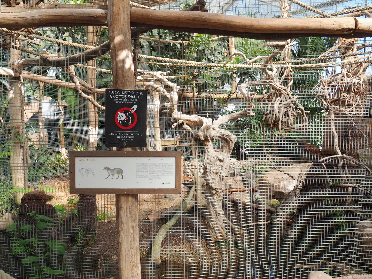 Oasis - Azara's agouti exhibit, 2022-06-28