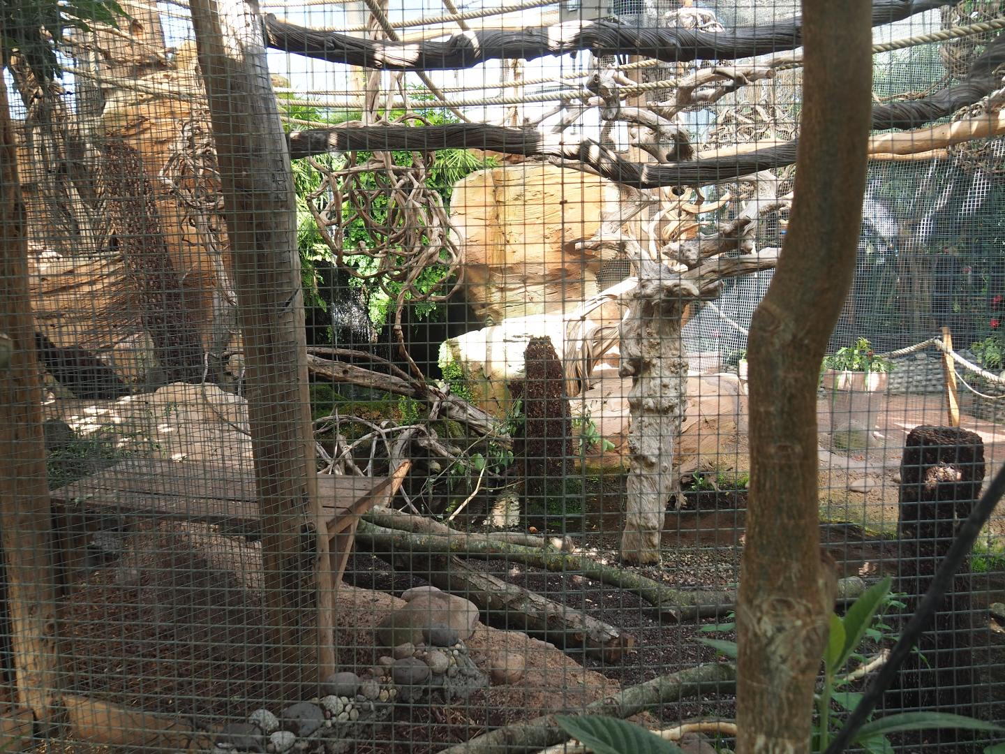 Oasis - Azara's agouti exhibit, 2022-06-28