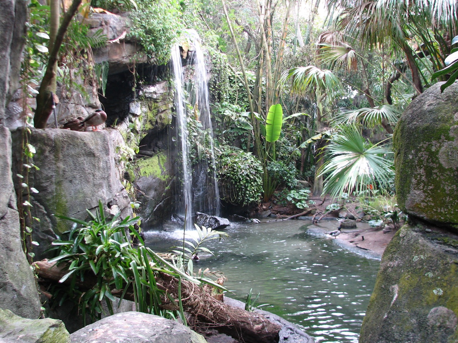 Oasis - Black-necked Swan, Rosybill Pochard, and Chiloe Wigeon Exhibit